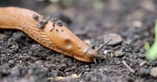 Is slug slime toxic?