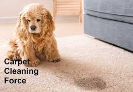 cleaning nylon carpet carpet cleaning