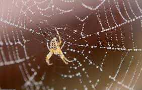 spiders and pest management