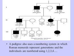 Pedigrees Human Heredity Ppt Download