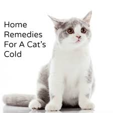 You can consider the following home remedies. Home Remedy For A Cat S Cold Hillbilly Housewife Cat Cold Sick Cat Cat Remedies