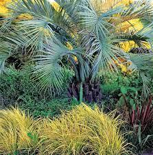 top uses of palm trees in garden design