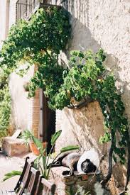 Outdoor Structures For Climbing Plants