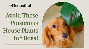 House Plants Poisonous To Dogs Learn