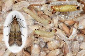 how to rid of pantry of moths aantex