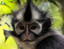 north sumatran leaf monkey