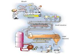 Digestive System Flow Chart