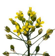 Camelina seeds and oil - Signé Caméline