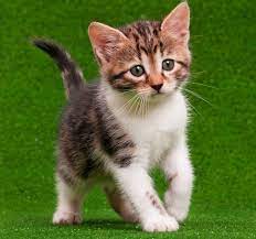 Young funny kitten cat meowing in the green grass. Kitten Care 101 Pet Age