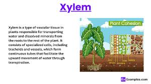 xylem definitions structure types