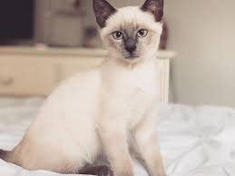 Learn more about the character and coloring of these very beautiful they are the lightest of the four major breed colors (seal, chocolate, blue and lilac). 7 Fascinating Facts About Siamese Cats