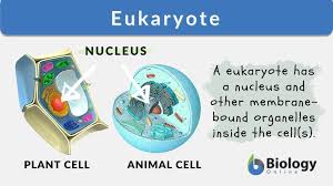 eukaryote definition and exles