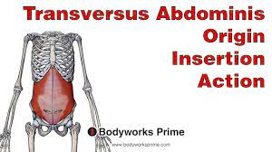 transversus abdominis muscle anatomy