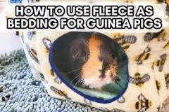 Can you use regular fleece blankets for guinea pigs?
