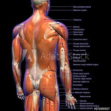 The extrinsic back muscles, which lie most superficially on the back. Labeled Anatomy Chart Of Male Back Muscles On Black Background Ilustracion De Stock Adobe Stock