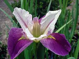 Iris Louisiana Colorific Marginal