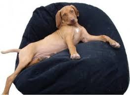Cool enough for even the snobbiest of felines! Pet Bean Bag Beds Full Range Of Sizes For Cats To Large Dogs