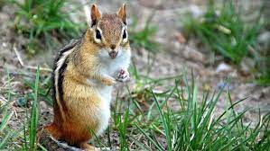 How To Get Rid Of Chipmunks 10 Best