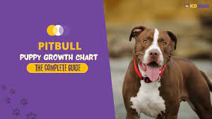 pitbull growth and weight chart male