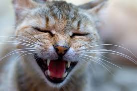 Open mouth breathing/panting (cats prefer to breathe through their nostrils unless under stress). Is Your Cat Coughing Here S What S Going On Catster