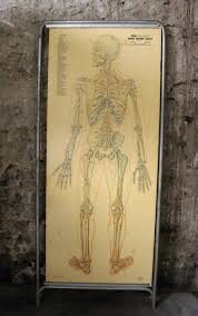 English and spanish anatomical chart desktop collection. Medical Anatomy Chart Titled Thin Man For Sale At 1stdibs