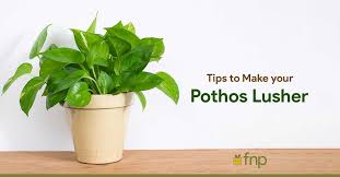 Growth Of Your Pothos Plants