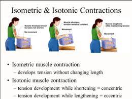 the ins and outs of muscle contractions