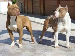 Because of their terrier side, blue nose pitbulls have a lifespan that's closer to a small dog vs. Pin On Bully S Pit Bulls