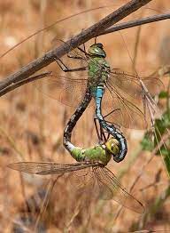 Emperor dragonflies mating | Dragonfly, Dragonfly photography, Dragonfly  photos