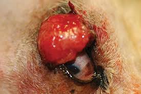 canine eyelid disease
