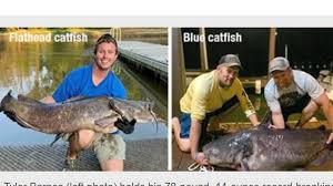 two catfish caught in july break state