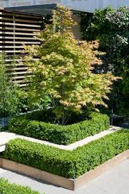 Maple Tree Landscape Front Yard Garden