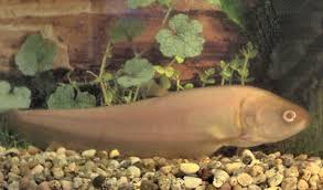 Reticulate Knifefish Papyrocranus Afer Marbled Knifefish