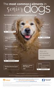 Catching chf early can give your dog many more years with you. 5 Painful Conditions For Dogs Pet Health Insurance Tips