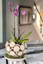 Easy Diy Orchid Planter Ideas