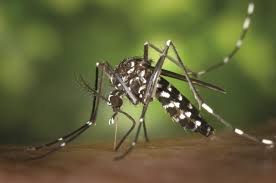 Symptoms, which usually begin four to six days after infection and last for up to 10 days, may include. Dengue Fever And Chikungunya Identification In Travellers The Pharmaceutical Journal