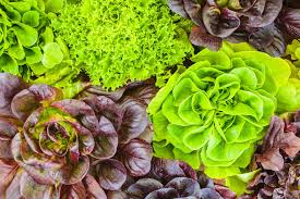 Types Of Lettuce Different Varieties Of Lettuce