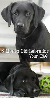 Six Month Labrador Your Puppy Questions Answered