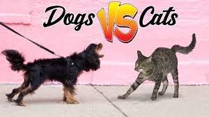 dogs vs cats what s the better pet to
