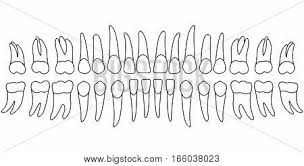 Teeth Chart Tooth Vector Photo Free Trial Bigstock