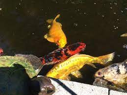 keep herons from eating koi and