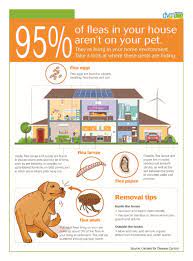 fleas in your house aren t on your pet