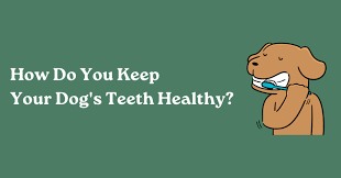 how do you keep your dog s teeth healthy