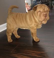 our family and our pack of chinese shar peis are nestled in the country side of north carolina we raise miniatures and toy shar peis