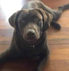 You do not have to fill in all of the boxes. Chesapeake Bay Retriever Rescue Dogs For Adoption Near Greenville South Carolina Petcurious