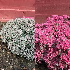 sedum rose carpet stonecrop rose