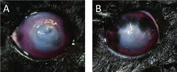 healing of a corneal ulcer on a 7 year