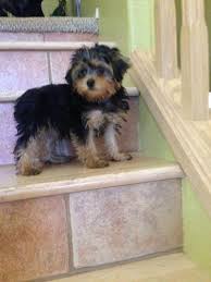 Call or text us today! Yorkie Poo Pets And Animals For Sale Tucson Az