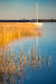 Marsh Grass At High Tide Ashley River Charleston Sc In