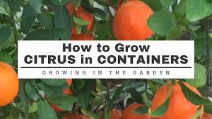 citrus in containers 10 tips for